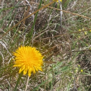 Zizina otis at St Marks Grassland (SMN) - 13 Nov 2023