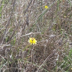 Apis mellifera at St Marks Grassland (SMN) - 13 Nov 2023