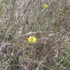 Apis mellifera at St Marks Grassland (SMN) - 13 Nov 2023