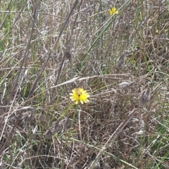 Apis mellifera at St Marks Grassland (SMN) - 13 Nov 2023