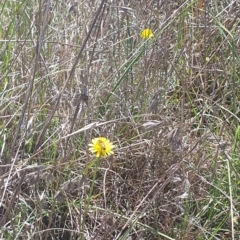 Apis mellifera at Undefined Area - 13 Nov 2023 11:11 AM