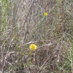 Apis mellifera at St Marks Grassland (SMN) - 13 Nov 2023