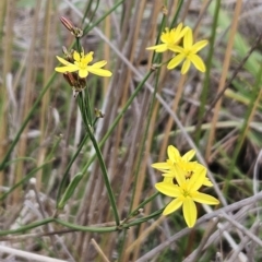 Tricoryne elatior (Yellow Rush Lily) at The Pinnacle - 14 Nov 2023 by sangio7