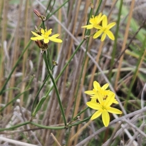 Tricoryne elatior at The Pinnacle - 14 Nov 2023