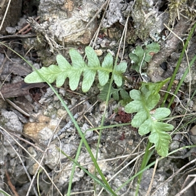 Blechnum sp. (A Hard Fern) at Belconnen, ACT - 16 Nov 2023 by lbradley