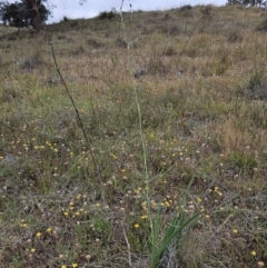 Dianella sp. aff. longifolia (Benambra) at The Pinnacle - 14 Nov 2023
