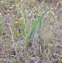 Dianella sp. aff. longifolia (Benambra) at The Pinnacle - 14 Nov 2023 02:26 PM