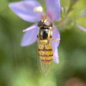 Simosyrphus grandicornis at Yarralumla, ACT - 16 Nov 2023