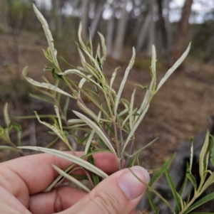 Olearia viscidula at QPRC LGA - 16 Nov 2023