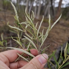 Olearia viscidula (Wallaby Weed) at Nerriga, NSW - 16 Nov 2023 by Csteele4
