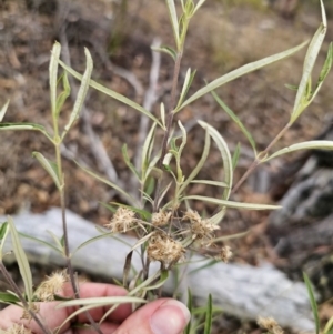 Olearia viscidula at QPRC LGA - 16 Nov 2023