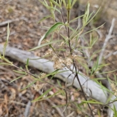 Olearia viscidula at QPRC LGA - 16 Nov 2023