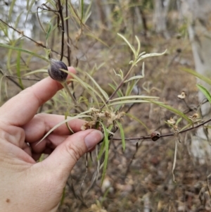 Olearia viscidula at QPRC LGA - 16 Nov 2023