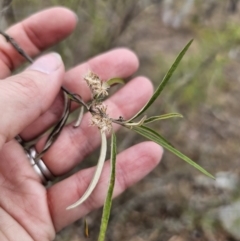 Olearia viscidula at QPRC LGA - 16 Nov 2023