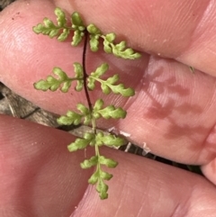 Cheilanthes sieberi subsp. sieberi (Narrow Rock Fern) at Belconnen, ACT - 16 Nov 2023 by lbradley