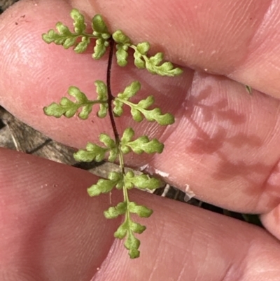 Cheilanthes sieberi subsp. sieberi (Narrow Rock Fern) at Aranda Bushland - 16 Nov 2023 by lbradley