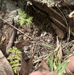 Cheilanthes sieberi subsp. sieberi at Aranda, ACT - 16 Nov 2023