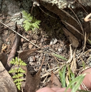 Cheilanthes sieberi subsp. sieberi at Aranda, ACT - 16 Nov 2023