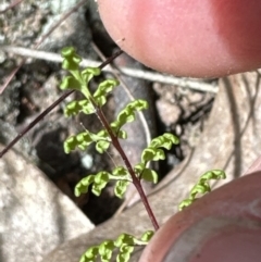 Cheilanthes sieberi subsp. sieberi at Aranda, ACT - 16 Nov 2023