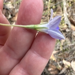 Wahlenbergia stricta subsp. stricta (Tall Bluebell) at Aranda, ACT - 16 Nov 2023 by lbradley