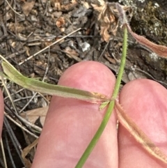 Wahlenbergia stricta subsp. stricta at Aranda, ACT - 16 Nov 2023