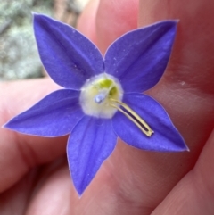 Wahlenbergia stricta subsp. stricta at Aranda, ACT - 16 Nov 2023 03:02 PM