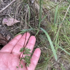 Cheilanthes sp. at Aranda, ACT - 16 Nov 2023 02:35 PM