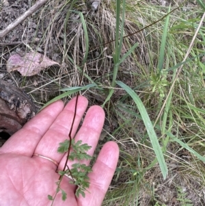 Cheilanthes sp. at Aranda, ACT - 16 Nov 2023 02:35 PM