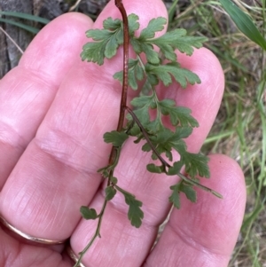 Cheilanthes sp. at Aranda, ACT - 16 Nov 2023 02:35 PM