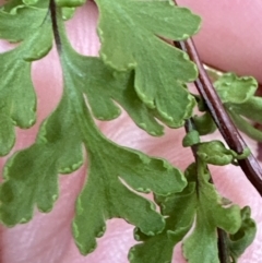 Cheilanthes sp. at Aranda, ACT - 16 Nov 2023 02:35 PM