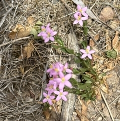 Centaurium erythraea (Common Centaury) at Aranda, ACT - 16 Nov 2023 by lbradley