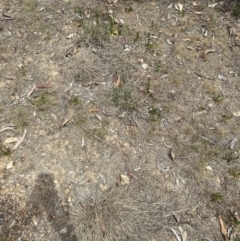 Centaurium erythraea at Aranda, ACT - 16 Nov 2023