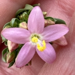 Centaurium erythraea at Aranda, ACT - 16 Nov 2023