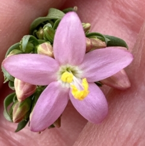 Centaurium erythraea at Aranda, ACT - 16 Nov 2023