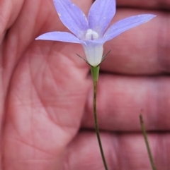 Wahlenbergia capillaris (Tufted Bluebell) at The Pinnacle - 14 Nov 2023 by sangio7