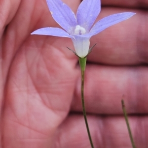 Wahlenbergia capillaris at The Pinnacle - 14 Nov 2023