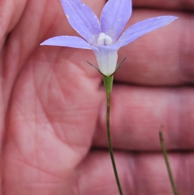 Wahlenbergia capillaris (Tufted Bluebell) at Belconnen, ACT - 14 Nov 2023 by sangio7