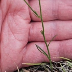 Wahlenbergia capillaris at The Pinnacle - 14 Nov 2023