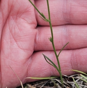 Wahlenbergia capillaris at The Pinnacle - 14 Nov 2023