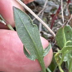 Rumex acetosella (Sheep Sorrel) at Aranda Bushland - 16 Nov 2023 by lbradley