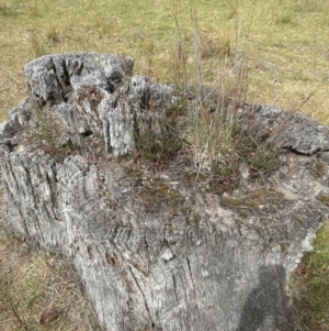 Rumex acetosella at Aranda, ACT - 16 Nov 2023