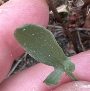 Rumex acetosella at Aranda, ACT - 16 Nov 2023 03:15 PM