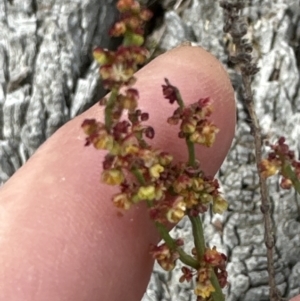 Rumex acetosella at Aranda, ACT - 16 Nov 2023