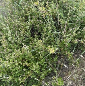 Rubus parvifolius at Yarralumla, ACT - 16 Nov 2023