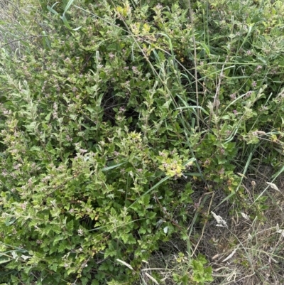 Rubus parvifolius (Native Raspberry) at Molonglo Valley, ACT - 16 Nov 2023 by lbradley
