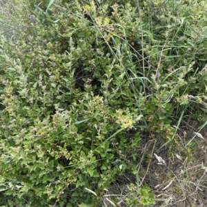 Rubus parvifolius at Aranda Bushland - 16 Nov 2023