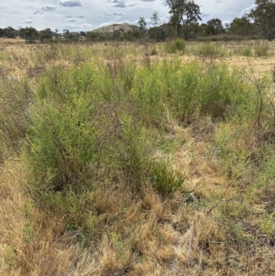 Hypericum perforatum (St John's Wort) at Molonglo Valley, ACT - 16 Nov 2023 by lbradley