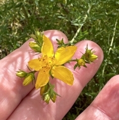 Hypericum perforatum at Yarralumla, ACT - 16 Nov 2023 03:29 PM