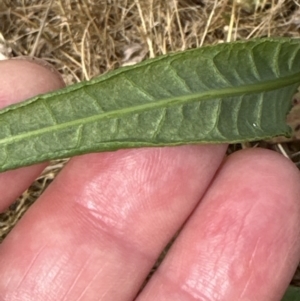 Rumex brownii at Yarralumla, ACT - 16 Nov 2023