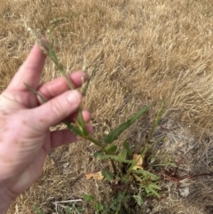 Rumex brownii at Yarralumla, ACT - 16 Nov 2023 03:36 PM